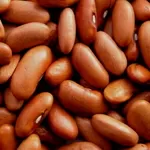  Квасоля від виробника. В наявності великі обсяги різних сортів