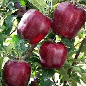 Продам саженцы яблони Ред-Чиф
