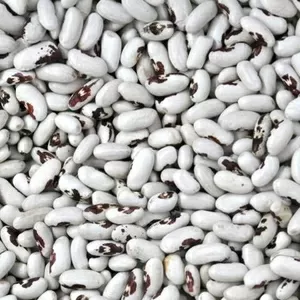 Сортова квасоля на продаж