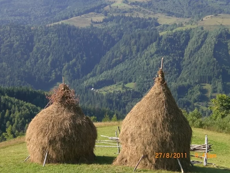 Зелёный отдых в Карпатах 