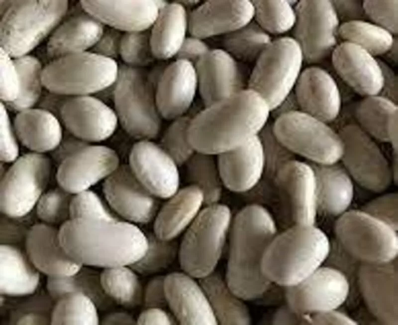 Насіння квасолі Неві Бінс,  Червона довга,  Пінто,  Червона Шап