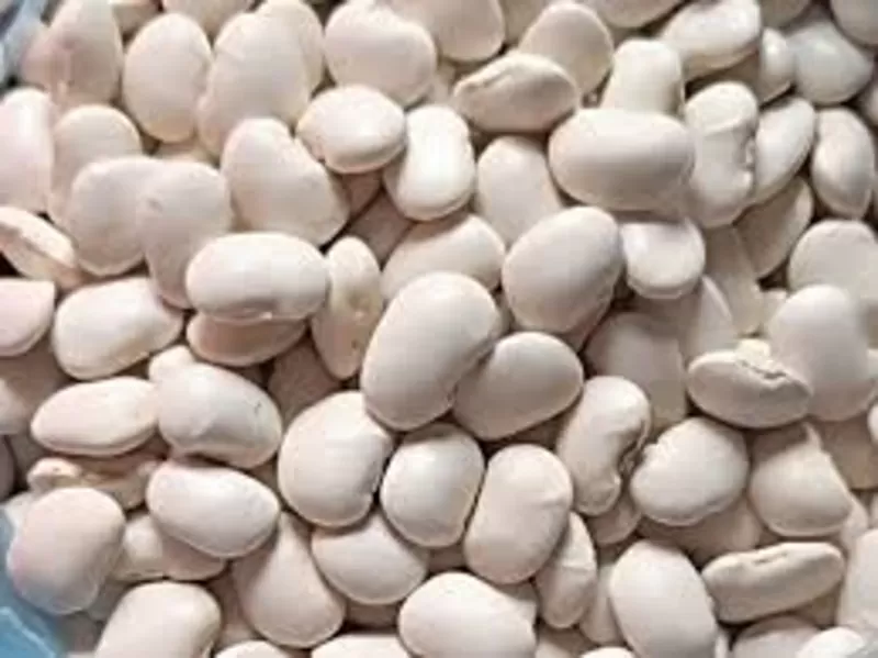 Купуємо квасолю на переробку,  консервування. Самовивіз по Україні